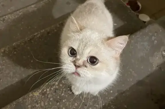 Найдена кошка на ул. Гагарина, 22 в Жуковском