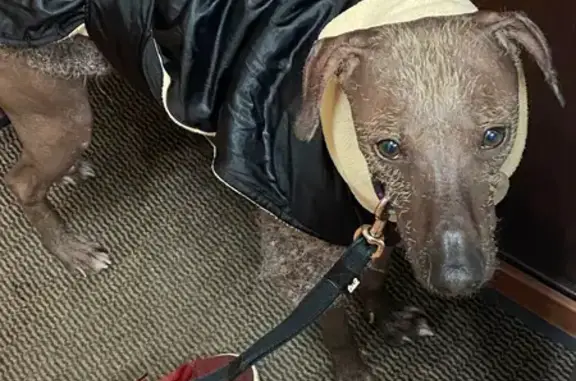 Собаки потеряшки, Санкт-Петербург, фото: Потеряшка собака Бутчер, адрес: Учительская улица, 1/5, Санкт-Петербург