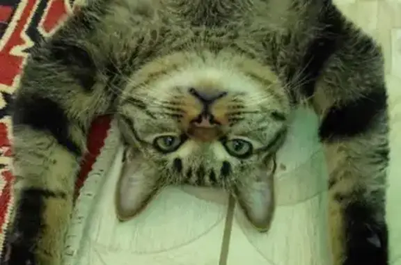 Кошки потеряшки, Новосибирск, фото: Потеряшка кот: ул. Михаила Михеева, 13, Новосибирск