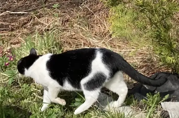 Пропала одноухая кошка Глаша в Рощинском поселении