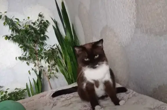Найдена кошка на 45-й Стрелковой Дивизии, Воронеж
