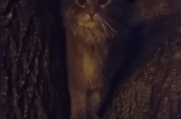 Найдена пушистая кошка на ул. Мусы Джалиля, Москва
