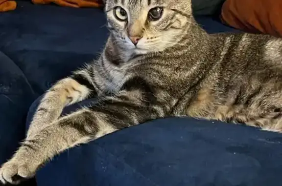 Кошки потеряшки, Санкт-Петербург, фото: Потеряшка кошка на Большеохтинском проспекте