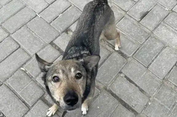 Найдена собака на ул. Карла Маркса, 20