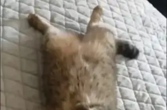 Кошки потеряшки, Набережные Челны, фото: Потеряшка кошка Сима, 27/16, Набережные Челны