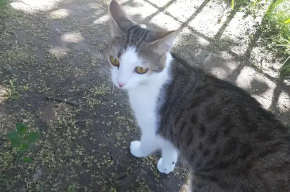 Найден мальчик-кошка на ул. 40 лет Победы, Краснодар