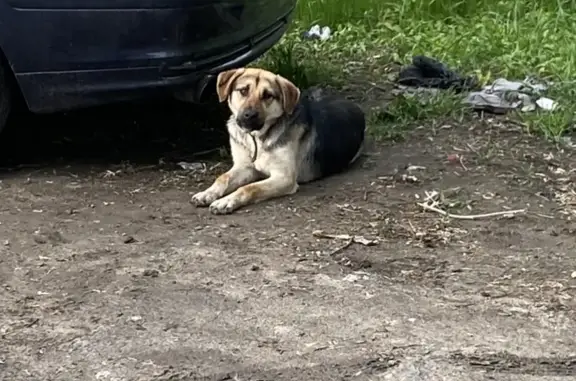 Найдена собака в Ставрополе, ищем хозяина