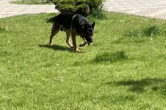 Найдена собака Овчарка на Панфиловской улице, Волгоград