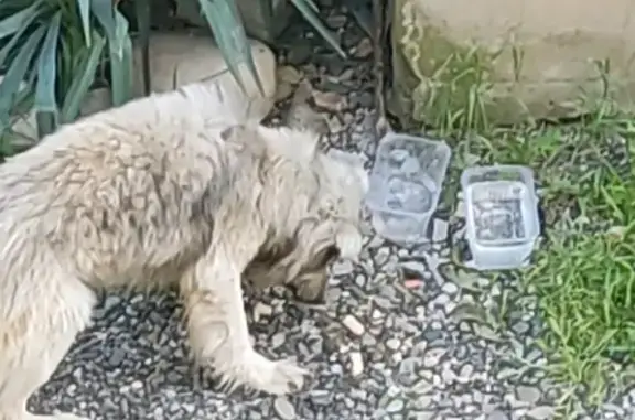 Найдена собака на Арбатской, Краснодар