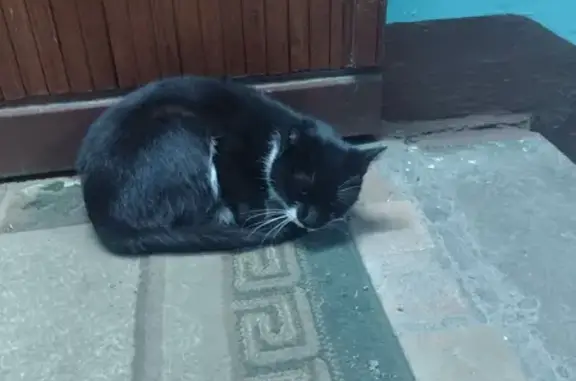 Найдена кошка на улице Дыбенко, 2