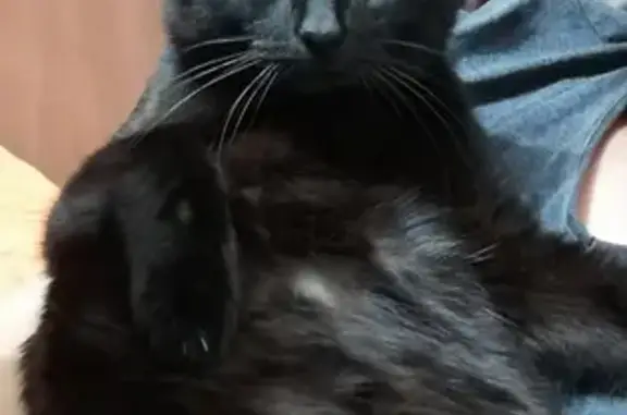 Кошки потеряшки, Набережные Челны, фото: Потеряшка черный кот с пузом, видели в 12/34 Набережные Челны