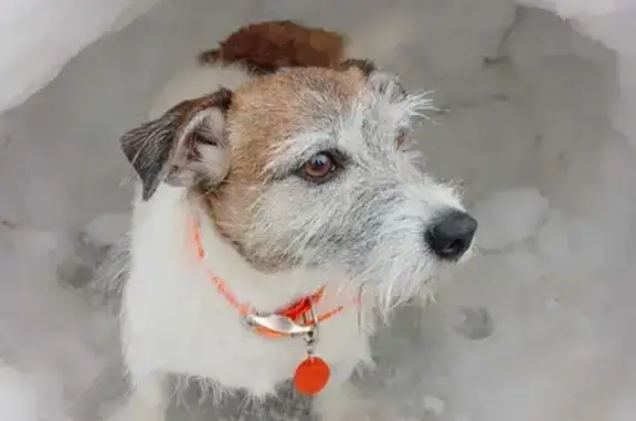 Пропала собака в районе Аллеи Славы, СПб