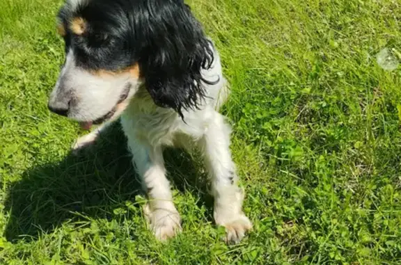 Найдена охотничья/спаниель собака в Ставропольском крае, ищем хозяина или новый дом