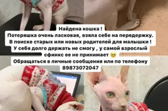 Найдена ласковая кошка в Энгельсе на пл. Ленина