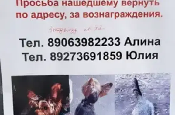 Пропала собака Йорк возраст 2.5 года, видели на ул. Бородина