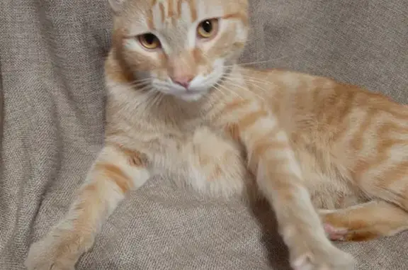 Найден молодой рыжий котик на пр. Ленинского Комсомола, Видное