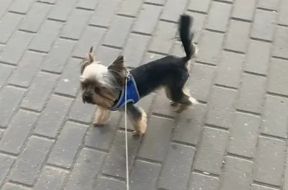 Пропала собака на Заводской улице
