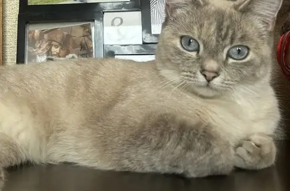 Кошки потеряшки, Любохна, фото: Потеряшка тайская кошка на улице Пушкина.