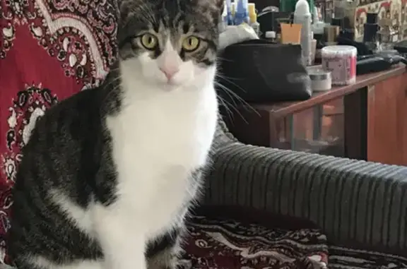 Пропала кошка на Золотаревского, 14 в Новороссийске