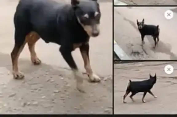 Потерянная собака на Рабочей улице, Подольск