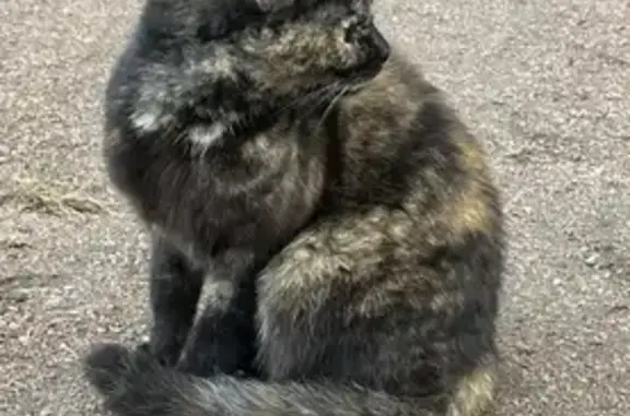 Найдена кошка на ул. Шувалова, 48 в Мурино