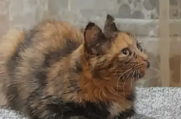 Пропала кошка в Нижней Салде, Свердловская область