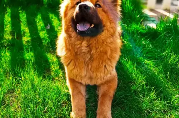 Потерянные животные Таганрог, фото: Пропала собака на ул. в Таганроге