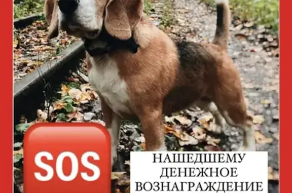 Пропала собака Бигль в Антиповском Бору, Вёшенская, Ростовская область