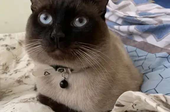 Кошки потеряшки, Ижевск, фото: Потеряшка кошка на Курортной улице в Ижевске