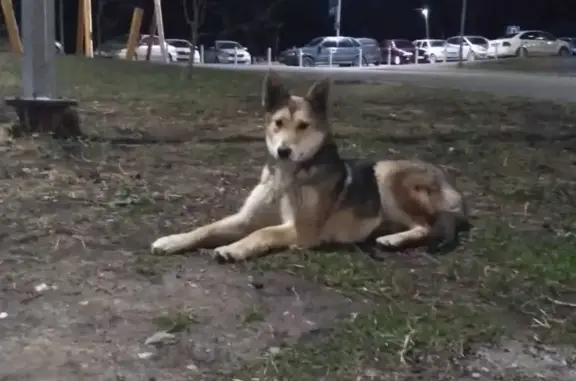 Найдена собака на Белоярской, Екатеринбург