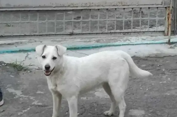 Найдена собака на Октябрьском шоссе, Волгодонск