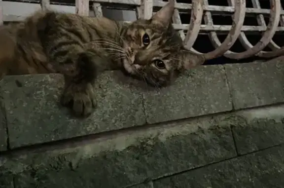 Найдена кошка на Притыцкого, 29 в Минске