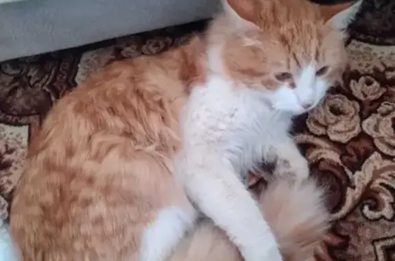 Кошки потеряшки, Санкт-Петербург, фото: Потеряшка кошка на Пулковской улице в Санкт-Петербурге