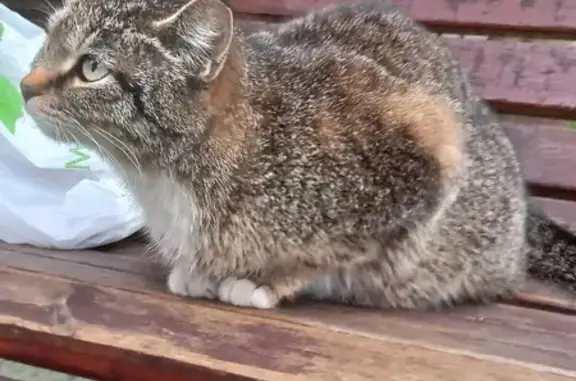 Найдена кошка на ул. Сретенка, 9 в Москве