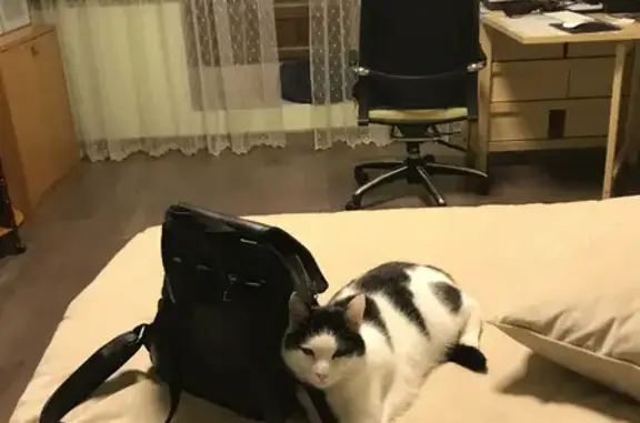 Кошки потеряшки, Санкт-Петербург, фото: Потеряшка кошка Мася, Большая Озёрная ул. 70, СПб