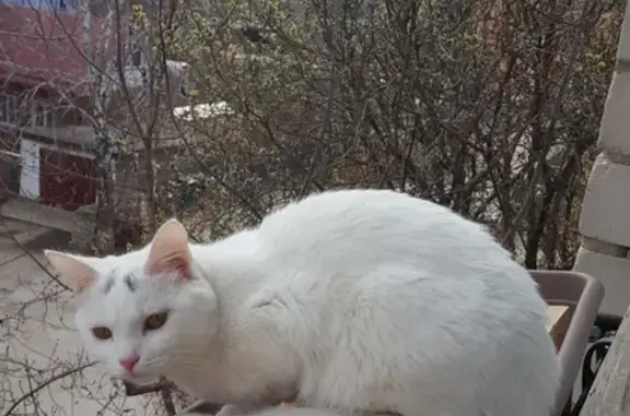 Пропала белая кошка на ул. Микушева, 1, Кунгур