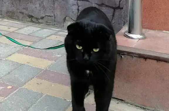 Пропал кот на ул. Гагарина, 57 в Павловске.