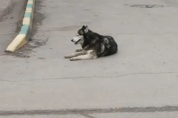 Собака на улице Галкина, 30, Тула