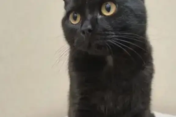 Пропала чёрная кошка на Тихой ул. в Ханты-Мансийске