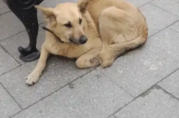 Собака без адресника на Театральном проезде, Москва