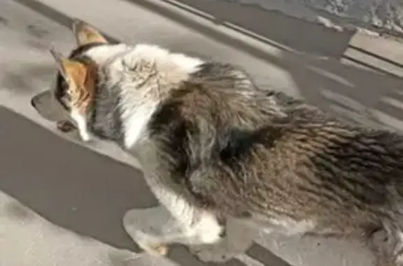 Собака найдена на улице Кобозева, 45, Оренбург.