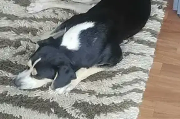 Собаки потеряшки, Краснознаменка, фото: Потеряшка собака на Центральной улице в Кемеровской области