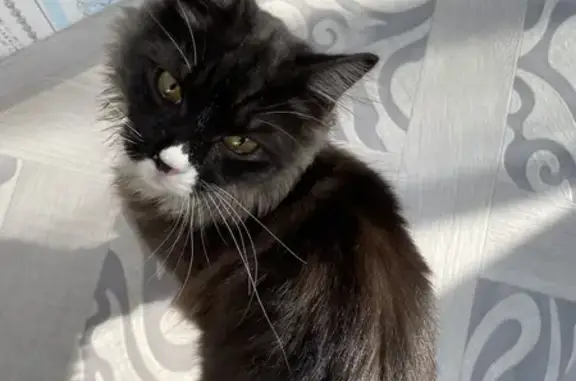 Потерянная черненькая кошка на пр. Ильича, 59 в Шатуре