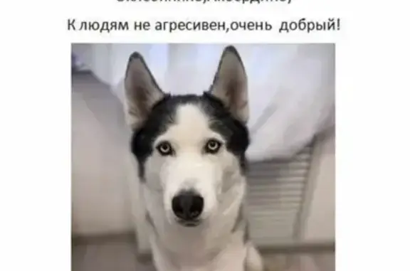 Пропала собака Бакс в Акбердинском сельсовете, Башкортостан