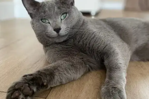 Пропал серый кот в Боборыкино