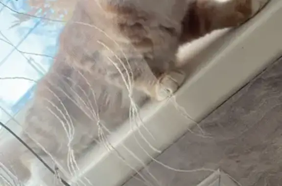 Объявления о пропавших и найденных животных, Иваново, фото: Пропал котенок Ёжик, ул. Ген. Горбатова 5, Иваново