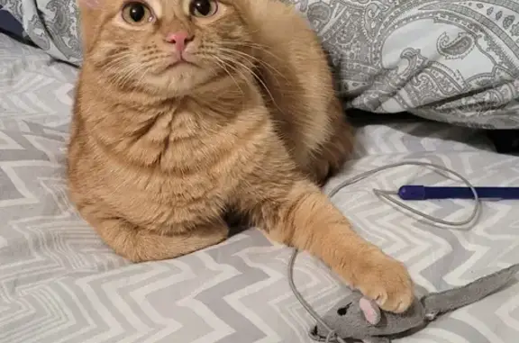 Кошки потеряшки, Тюмень, фото: Потеряшка кошка на Первомайской, Тюмень