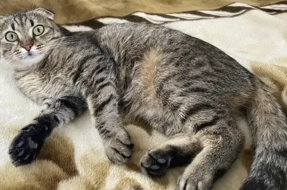 Пропала кошка на Житомирской, 15 в Новороссийске