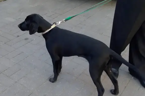 Собака найдена: Пионерская улица, 17, Новороссийск