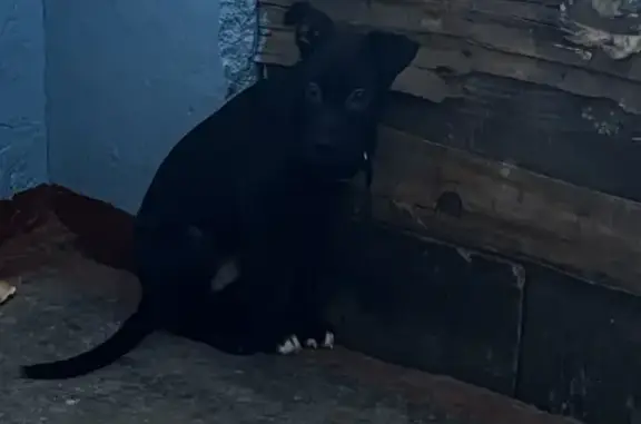 Найден породистый щенок на улице Привокзальная